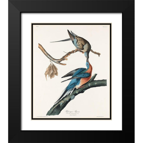 Passenger Pigeon Black Modern Wood Framed Art Print with Double Matting by Audubon, John James