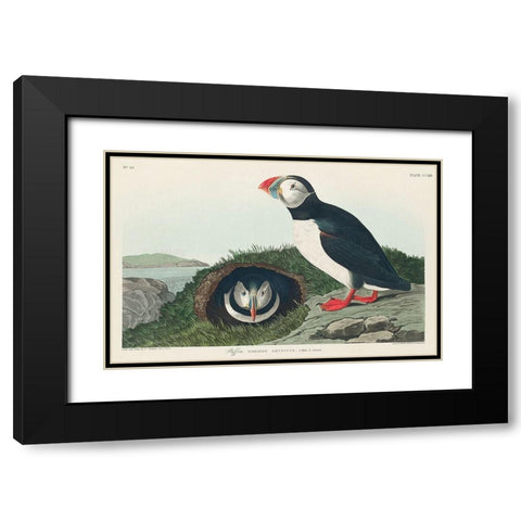 Puffin Black Modern Wood Framed Art Print with Double Matting by Audubon, John James