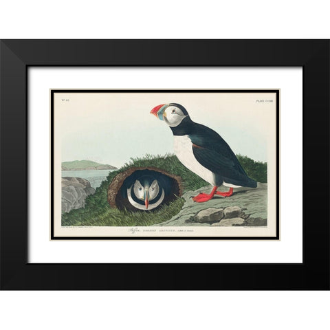 Puffin Black Modern Wood Framed Art Print with Double Matting by Audubon, John James
