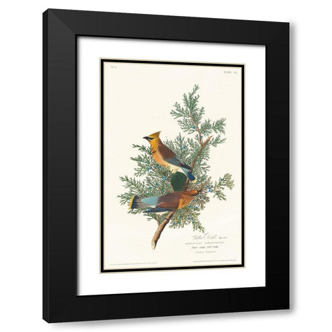 Cedar Bird Black Modern Wood Framed Art Print with Double Matting by Audubon, John James