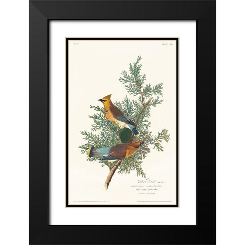 Cedar Bird Black Modern Wood Framed Art Print with Double Matting by Audubon, John James