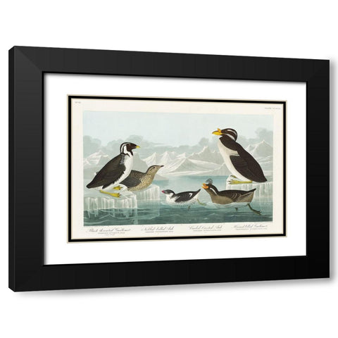 Black-throated Guillemot, Nobbed-billed Auk, Curled-crested Auk and Horned-billed Guillemot Black Modern Wood Framed Art Print with Double Matting by Audubon, John James