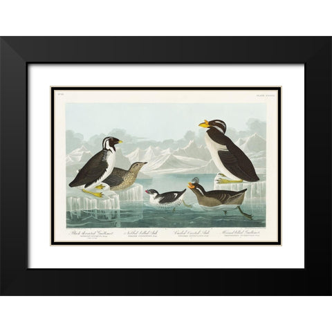 Black-throated Guillemot, Nobbed-billed Auk, Curled-crested Auk and Horned-billed Guillemot Black Modern Wood Framed Art Print with Double Matting by Audubon, John James