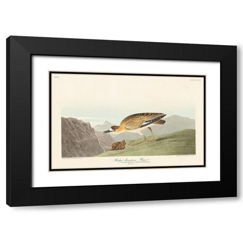 Rocky Mountain Plover Black Modern Wood Framed Art Print with Double Matting by Audubon, John James