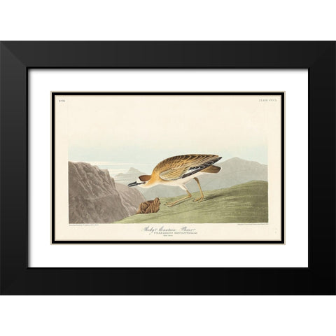 Rocky Mountain Plover Black Modern Wood Framed Art Print with Double Matting by Audubon, John James