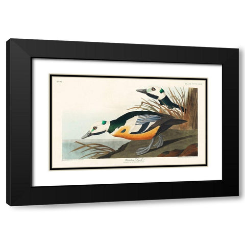 Western Duck Black Modern Wood Framed Art Print with Double Matting by Audubon, John James