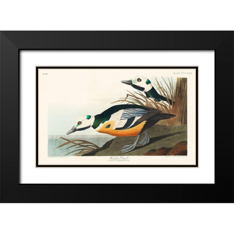 Western Duck Black Modern Wood Framed Art Print with Double Matting by Audubon, John James