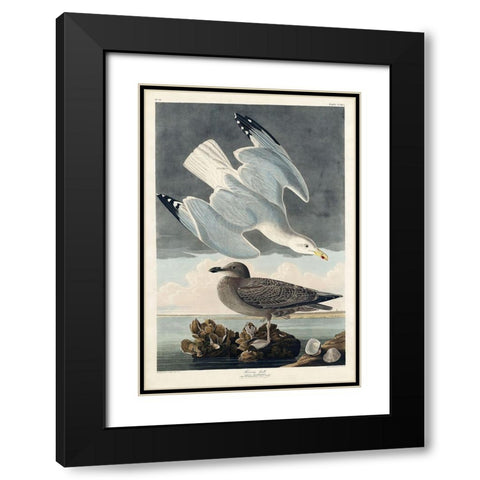 Herring Gull Black Modern Wood Framed Art Print with Double Matting by Audubon, John James