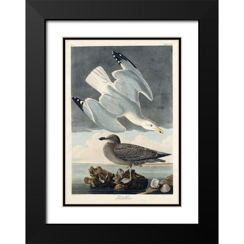 Herring Gull Black Modern Wood Framed Art Print with Double Matting by Audubon, John James