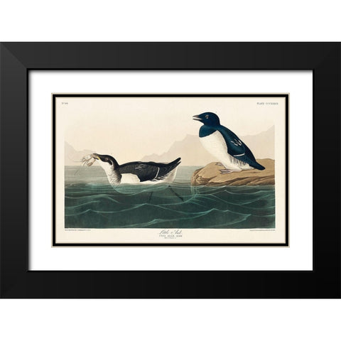 Little Auk Black Modern Wood Framed Art Print with Double Matting by Audubon, John James