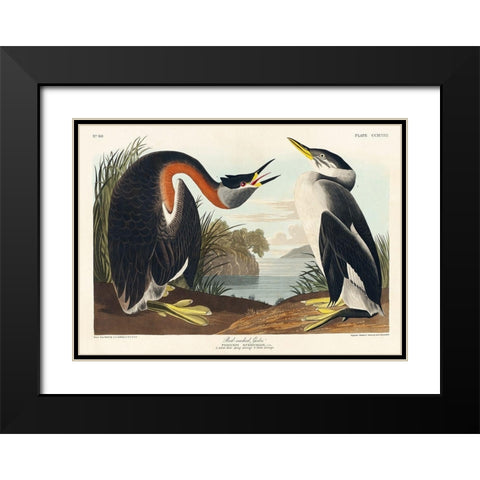 Red-necked Grebe Black Modern Wood Framed Art Print with Double Matting by Audubon, John James