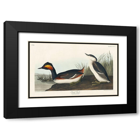 Eared Grebe Black Modern Wood Framed Art Print with Double Matting by Audubon, John James