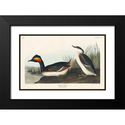Eared Grebe Black Modern Wood Framed Art Print with Double Matting by Audubon, John James