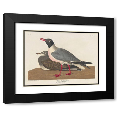 Black-headed Gull Black Modern Wood Framed Art Print with Double Matting by Audubon, John James