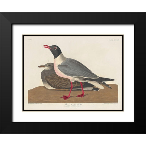 Black-headed Gull Black Modern Wood Framed Art Print with Double Matting by Audubon, John James