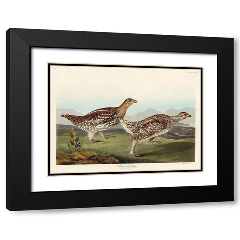 Sharp-tailed Grouse Black Modern Wood Framed Art Print with Double Matting by Audubon, John James