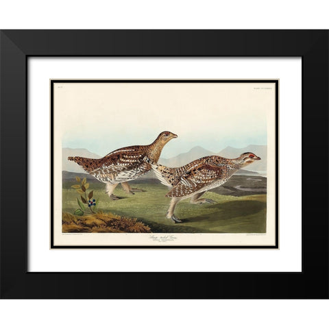 Sharp-tailed Grouse Black Modern Wood Framed Art Print with Double Matting by Audubon, John James