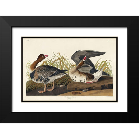White-fronted Goose Black Modern Wood Framed Art Print with Double Matting by Audubon, John James