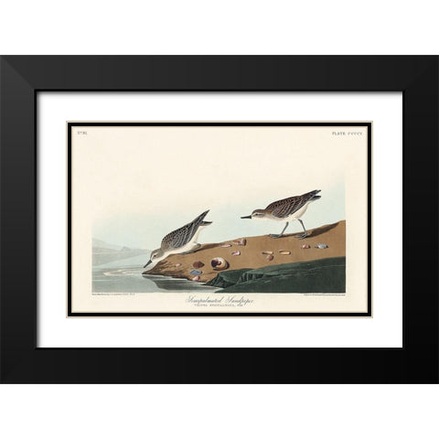 Semipalmated Sandpiper Black Modern Wood Framed Art Print with Double Matting by Audubon, John James