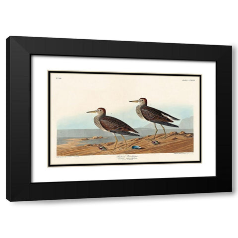 Pectoral Sandpiper Black Modern Wood Framed Art Print with Double Matting by Audubon, John James