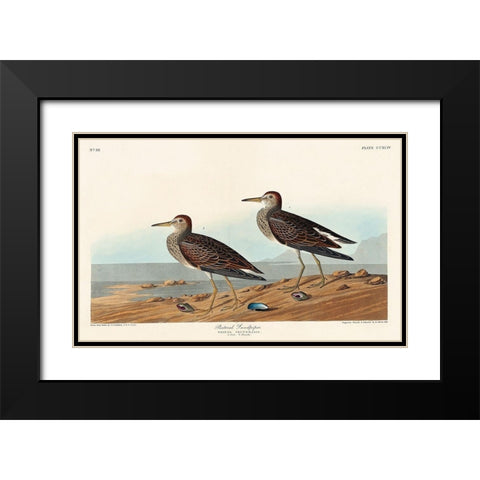 Pectoral Sandpiper Black Modern Wood Framed Art Print with Double Matting by Audubon, John James