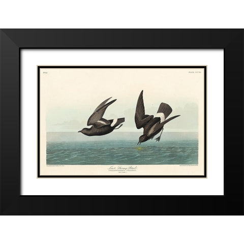 Least Stormy-Petrel Black Modern Wood Framed Art Print with Double Matting by Audubon, John James