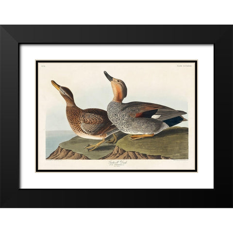 Gadwall Duck Black Modern Wood Framed Art Print with Double Matting by Audubon, John James