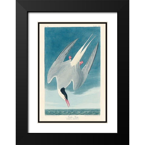 Arctic TernÂ  Black Modern Wood Framed Art Print with Double Matting by Audubon, John James