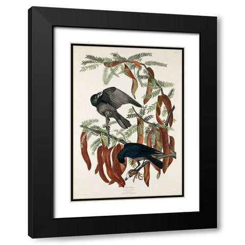 Fish Crow Black Modern Wood Framed Art Print with Double Matting by Audubon, John James