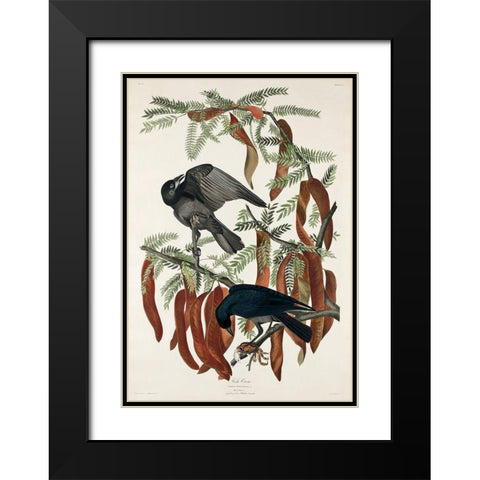 Fish Crow Black Modern Wood Framed Art Print with Double Matting by Audubon, John James