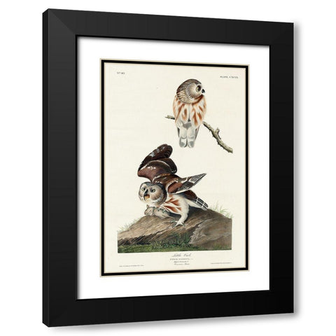 Little Owl Black Modern Wood Framed Art Print with Double Matting by Audubon, John James