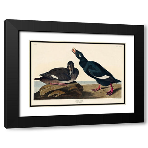 Velvet Duck Black Modern Wood Framed Art Print with Double Matting by Audubon, John James