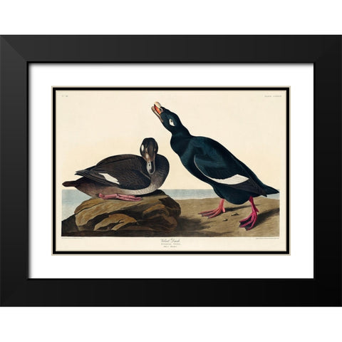 Velvet Duck Black Modern Wood Framed Art Print with Double Matting by Audubon, John James