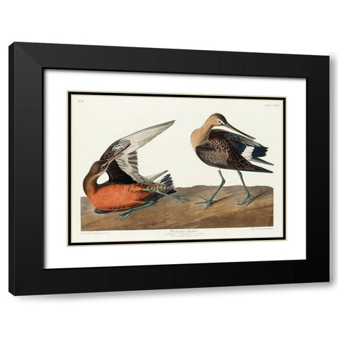 Hudsonian Godwit Black Modern Wood Framed Art Print with Double Matting by Audubon, John James