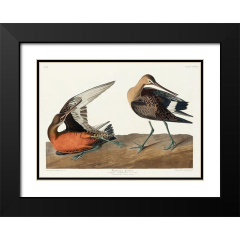 Hudsonian Godwit Black Modern Wood Framed Art Print with Double Matting by Audubon, John James