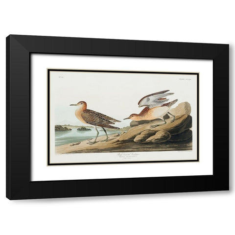 Buff breasted Sandpiper Black Modern Wood Framed Art Print with Double Matting by Audubon, John James