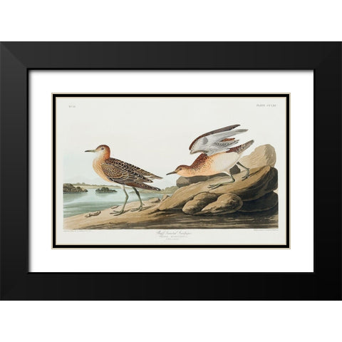 Buff breasted Sandpiper Black Modern Wood Framed Art Print with Double Matting by Audubon, John James
