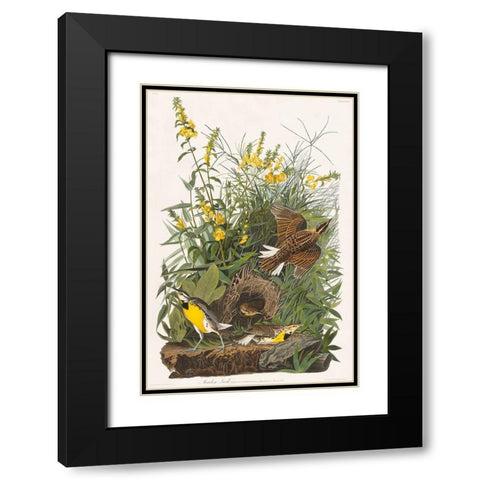 Meadow Lark Black Modern Wood Framed Art Print with Double Matting by Audubon, John James