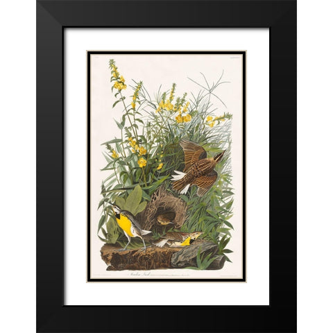 Meadow Lark Black Modern Wood Framed Art Print with Double Matting by Audubon, John James