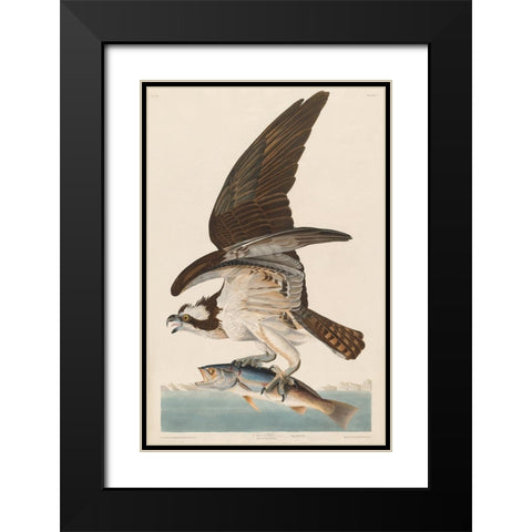 Fish Hawk, or Osprey Black Modern Wood Framed Art Print with Double Matting by Audubon, John James