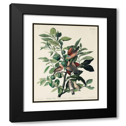 Ground Dove Black Modern Wood Framed Art Print with Double Matting by Audubon, John James