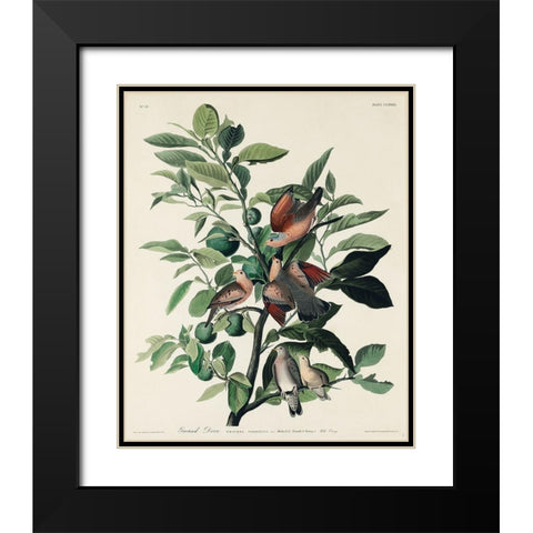 Ground Dove Black Modern Wood Framed Art Print with Double Matting by Audubon, John James