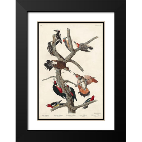 Hairy Woodpecker, Red-bellied Woodpecker, Red-shafted Woodpecker, Lewis Woodpecker and Red-breasted  Black Modern Wood Framed Art Print with Double Matting by Audubon, John James