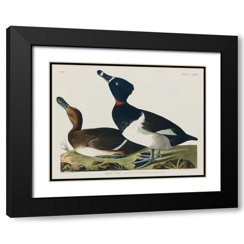 Ring-necked Duck Black Modern Wood Framed Art Print with Double Matting by Audubon, John James