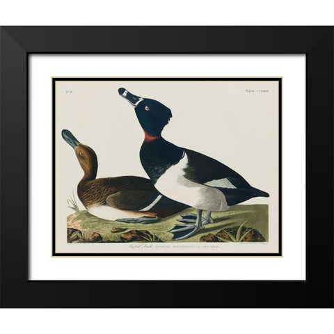 Ring-necked Duck Black Modern Wood Framed Art Print with Double Matting by Audubon, John James