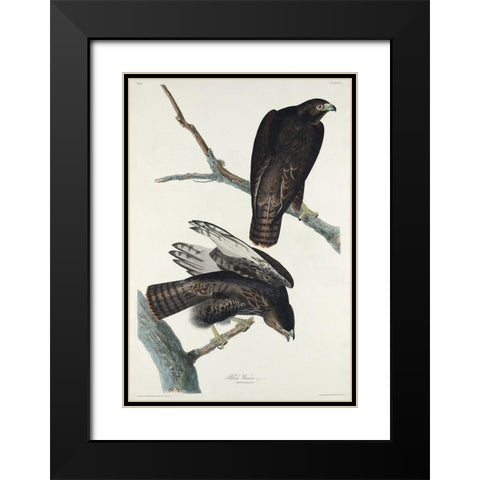Black Warrior Black Modern Wood Framed Art Print with Double Matting by Audubon, John James