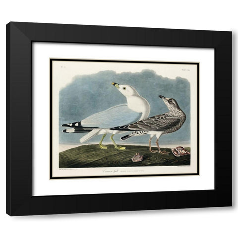 Common American Gull Black Modern Wood Framed Art Print with Double Matting by Audubon, John James