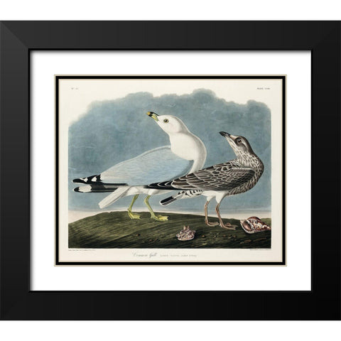 Common American Gull Black Modern Wood Framed Art Print with Double Matting by Audubon, John James