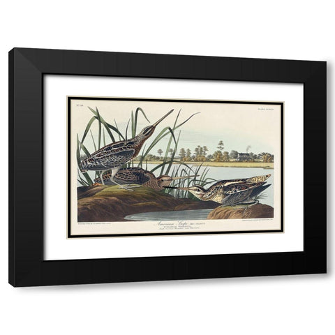 American Snipe Black Modern Wood Framed Art Print with Double Matting by Audubon, John James