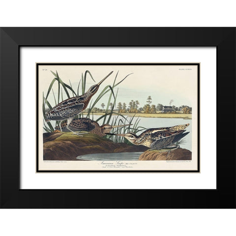 American Snipe Black Modern Wood Framed Art Print with Double Matting by Audubon, John James